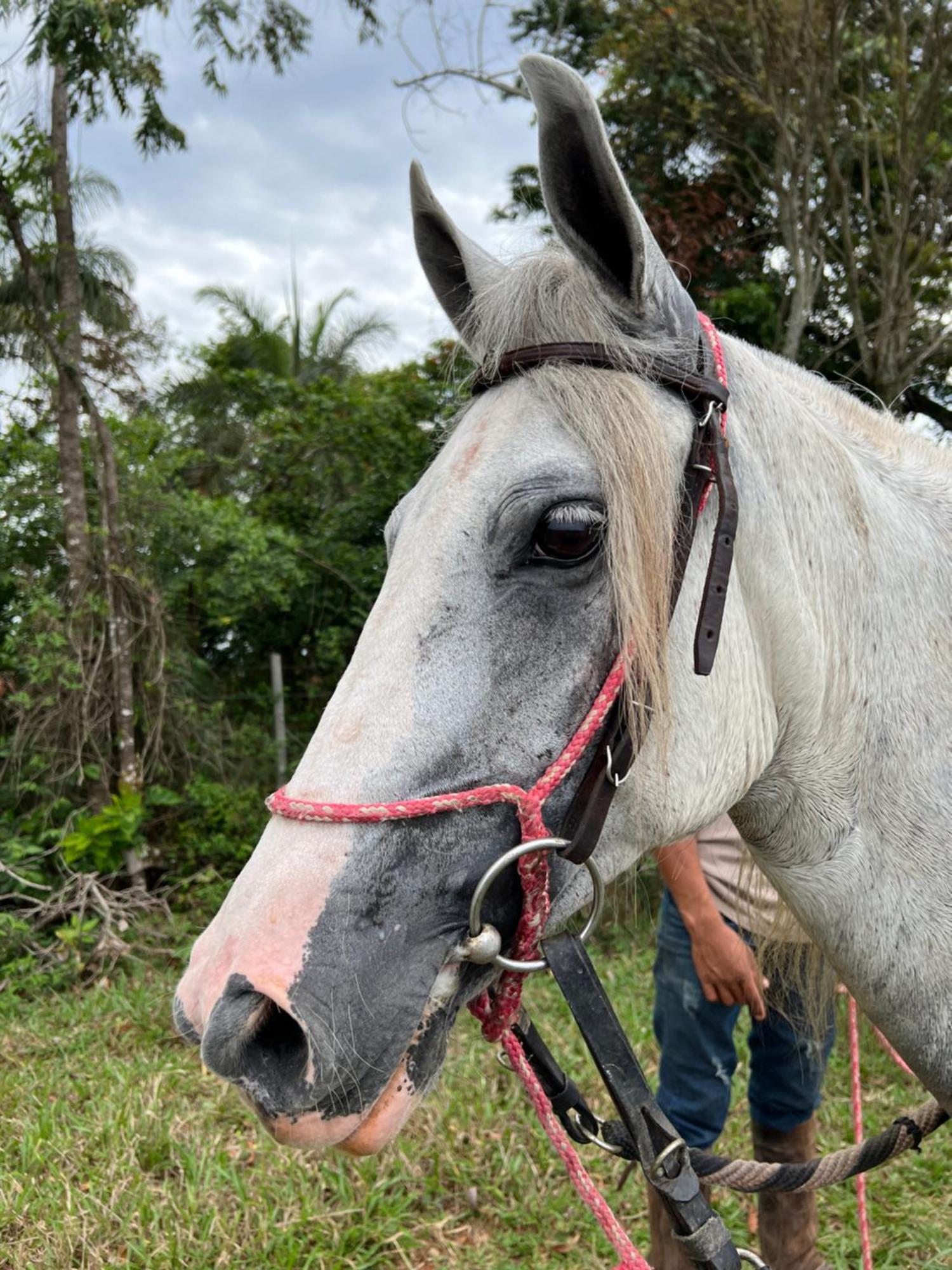 Fazenda Do Engenho Ξενοδοχείο Santa Rita do Rio Abaixo Εξωτερικό φωτογραφία