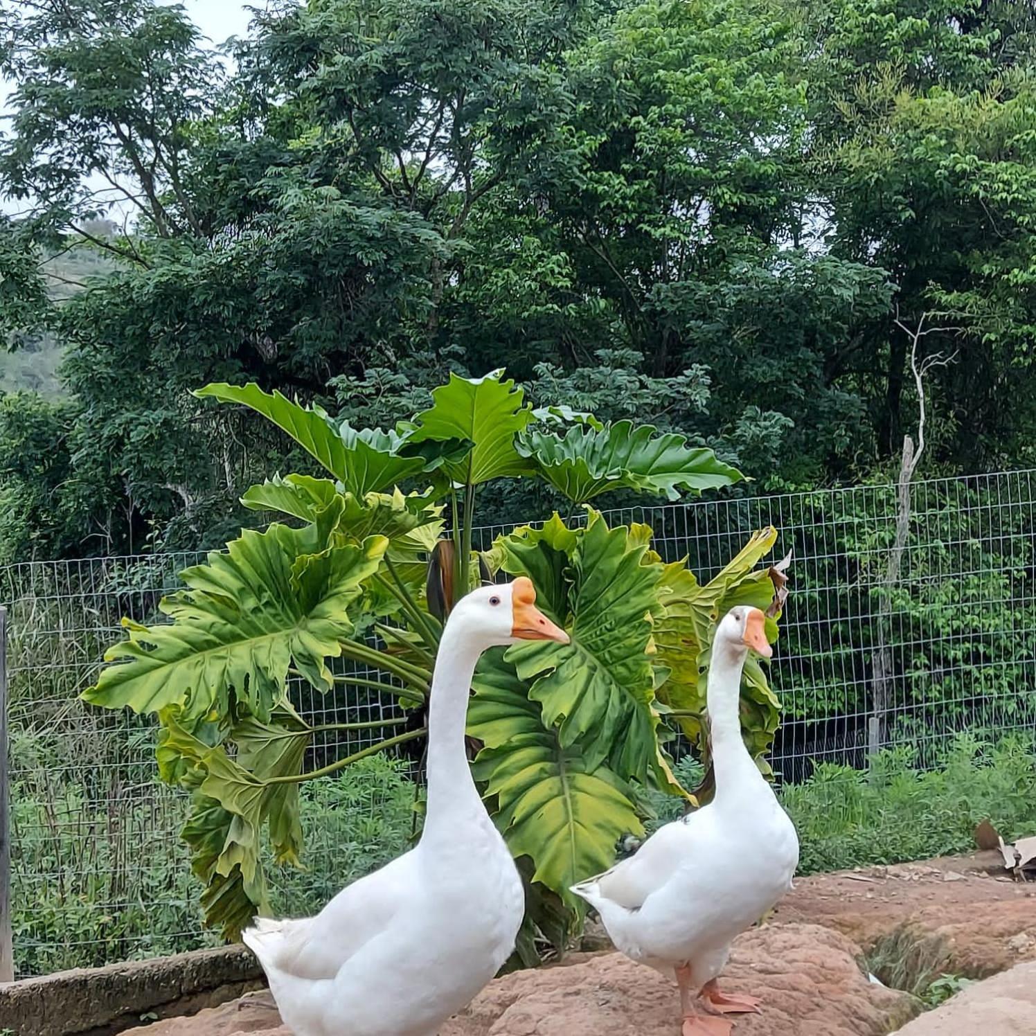 Fazenda Do Engenho Ξενοδοχείο Santa Rita do Rio Abaixo Εξωτερικό φωτογραφία