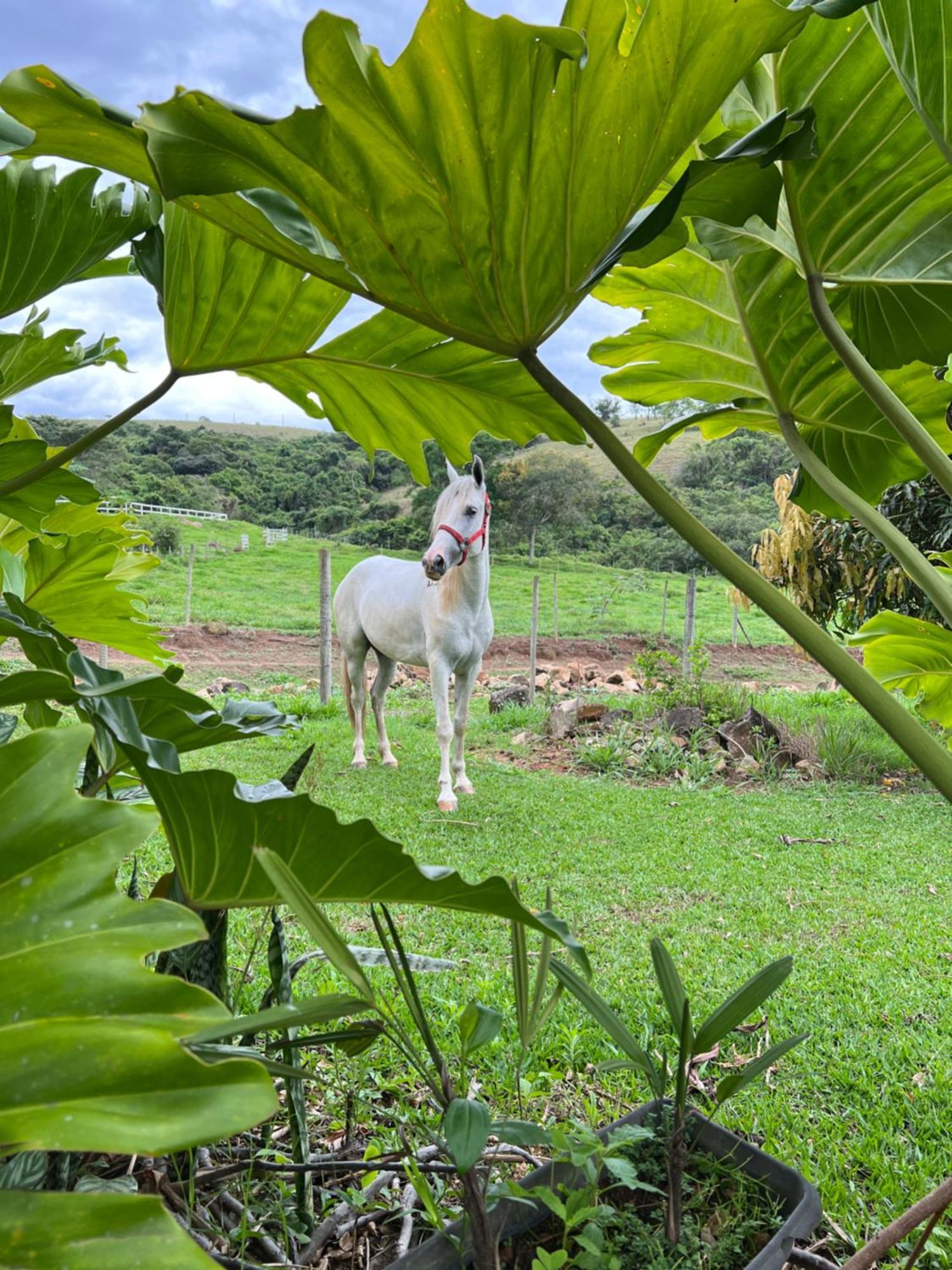 Fazenda Do Engenho Ξενοδοχείο Santa Rita do Rio Abaixo Εξωτερικό φωτογραφία